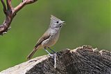 Oak Titmouseborder=